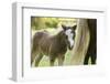 Miniature horse filly with mom, mare,-Maresa Pryor-Framed Premium Photographic Print