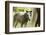 Miniature horse filly with mom, mare,-Maresa Pryor-Framed Photographic Print