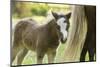 Miniature horse filly with mom, mare,-Maresa Pryor-Mounted Photographic Print