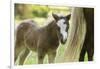 Miniature horse filly with mom, mare,-Maresa Pryor-Framed Photographic Print