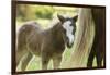 Miniature horse filly with mom, mare,-Maresa Pryor-Framed Photographic Print