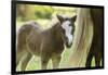 Miniature horse filly with mom, mare,-Maresa Pryor-Framed Photographic Print