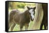 Miniature horse filly with mom, mare,-Maresa Pryor-Framed Stretched Canvas