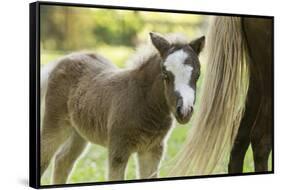 Miniature horse filly with mom, mare,-Maresa Pryor-Framed Stretched Canvas