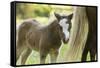 Miniature horse filly with mom, mare,-Maresa Pryor-Framed Stretched Canvas