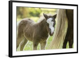 Miniature horse filly with mom, mare,-Maresa Pryor-Framed Photographic Print