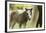 Miniature horse filly with mom, mare,-Maresa Pryor-Framed Photographic Print