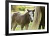 Miniature horse filly with mom, mare,-Maresa Pryor-Framed Photographic Print