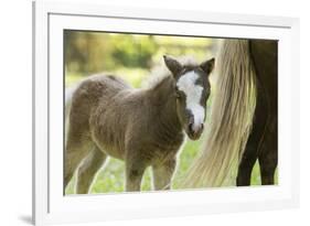 Miniature horse filly with mom, mare,-Maresa Pryor-Framed Premium Photographic Print