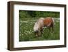 Miniature Horse-R R Photography-Framed Photographic Print