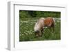 Miniature Horse-R R Photography-Framed Photographic Print