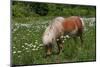 Miniature Horse-R R Photography-Mounted Photographic Print