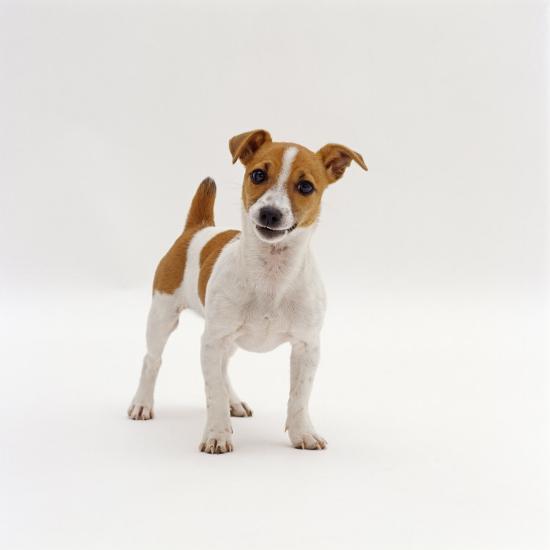 Miniature Jack Russell Terrier Bitch Puppy, 20 Weeks Old' Photographic  Print - Jane Burton | AllPosters.com