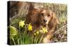 Miniature Long Haired Dachshund by Daffodils-null-Stretched Canvas