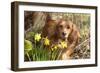 Miniature Long Haired Dachshund by Daffodils-null-Framed Photographic Print