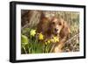 Miniature Long Haired Dachshund by Daffodils-null-Framed Photographic Print