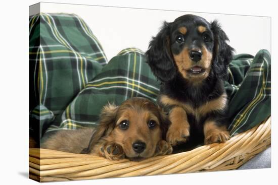 Miniature Long-Haired Dachshund Dog Puppies in Basket-null-Stretched Canvas
