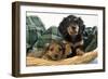 Miniature Long-Haired Dachshund Dog Puppies in Basket-null-Framed Photographic Print