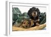 Miniature Long-Haired Dachshund Dog Puppies in Basket-null-Framed Photographic Print