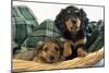 Miniature Long-Haired Dachshund Dog Puppies in Basket-null-Mounted Photographic Print