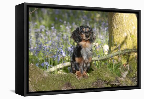 Miniature Long Haired Dachshund in Bluebells-null-Framed Stretched Canvas