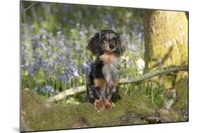 Miniature Long Haired Dachshund in Bluebells-null-Mounted Photographic Print