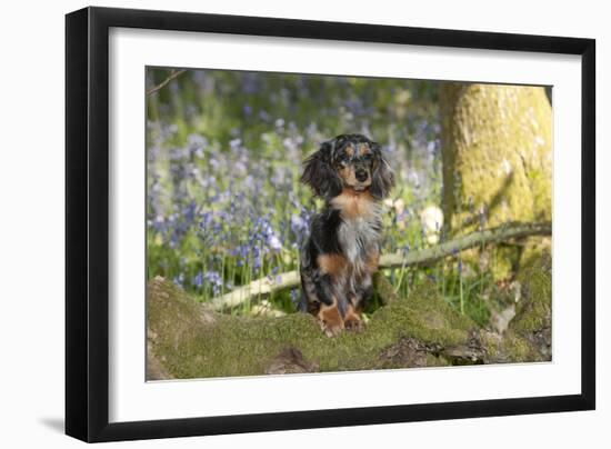 Miniature Long Haired Dachshund in Bluebells-null-Framed Photographic Print