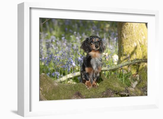 Miniature Long Haired Dachshund in Bluebells-null-Framed Photographic Print