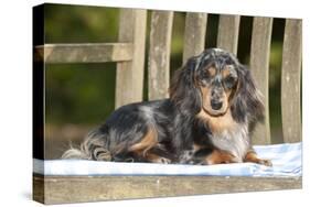 Miniature Long Haired Dachshund Laying on Bench-null-Stretched Canvas