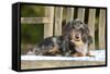 Miniature Long Haired Dachshund Laying on Bench-null-Framed Stretched Canvas