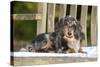 Miniature Long Haired Dachshund Laying on Bench-null-Stretched Canvas