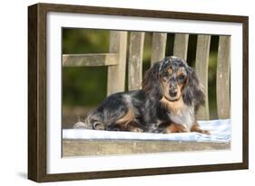 Miniature Long Haired Dachshund Laying on Bench-null-Framed Photographic Print