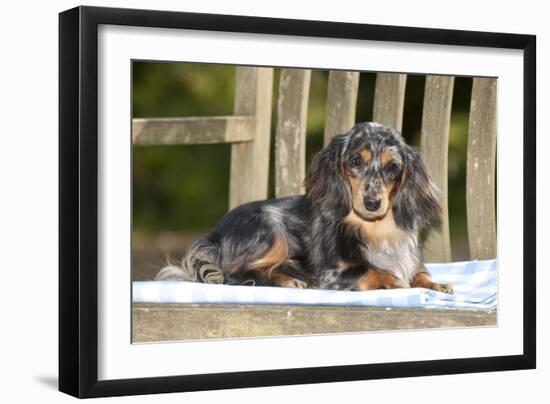 Miniature Long Haired Dachshund Laying on Bench-null-Framed Photographic Print