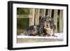 Miniature Long Haired Dachshund Laying on Bench-null-Framed Photographic Print
