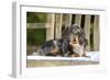 Miniature Long Haired Dachshund Laying on Bench-null-Framed Photographic Print