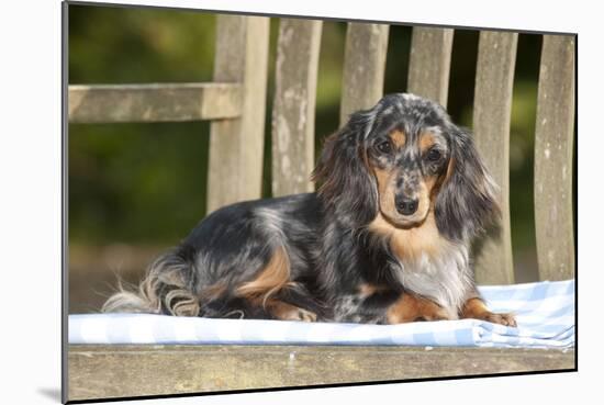 Miniature Long Haired Dachshund Laying on Bench-null-Mounted Photographic Print