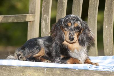 Miniature Long Haired Dachshund Laying on Bench' Photographic Print |  AllPosters.com