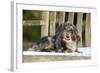 Miniature Long Haired Dachshund Laying on Bench-null-Framed Photographic Print