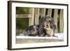 Miniature Long Haired Dachshund Laying on Bench-null-Framed Photographic Print