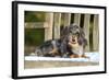 Miniature Long Haired Dachshund Laying on Bench-null-Framed Photographic Print