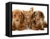 Miniature Long-Haired Dachshund Puppies with British Shorthair Red Tabby Kitten-Jane Burton-Framed Stretched Canvas