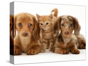 Miniature Long-Haired Dachshund Puppies with British Shorthair Red Tabby Kitten-Jane Burton-Stretched Canvas
