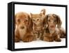 Miniature Long-Haired Dachshund Puppies with British Shorthair Red Tabby Kitten-Jane Burton-Framed Stretched Canvas