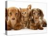 Miniature Long-Haired Dachshund Puppies with British Shorthair Red Tabby Kitten-Jane Burton-Stretched Canvas