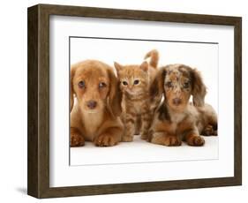 Miniature Long-Haired Dachshund Puppies with British Shorthair Red Tabby Kitten-Jane Burton-Framed Premium Photographic Print