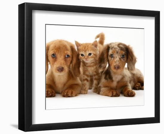 Miniature Long-Haired Dachshund Puppies with British Shorthair Red Tabby Kitten-Jane Burton-Framed Premium Photographic Print