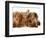 Miniature Long-Haired Dachshund Puppies with British Shorthair Red Tabby Kitten-Jane Burton-Framed Premium Photographic Print