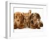 Miniature Long-Haired Dachshund Puppies with British Shorthair Red Tabby Kitten-Jane Burton-Framed Premium Photographic Print