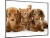 Miniature Long-Haired Dachshund Puppies with British Shorthair Red Tabby Kitten-Jane Burton-Mounted Premium Photographic Print