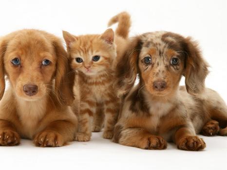 Miniature Long-Haired Dachshund Puppies with British Shorthair Red Tabby  Kitten' Photographic Print - Jane Burton 